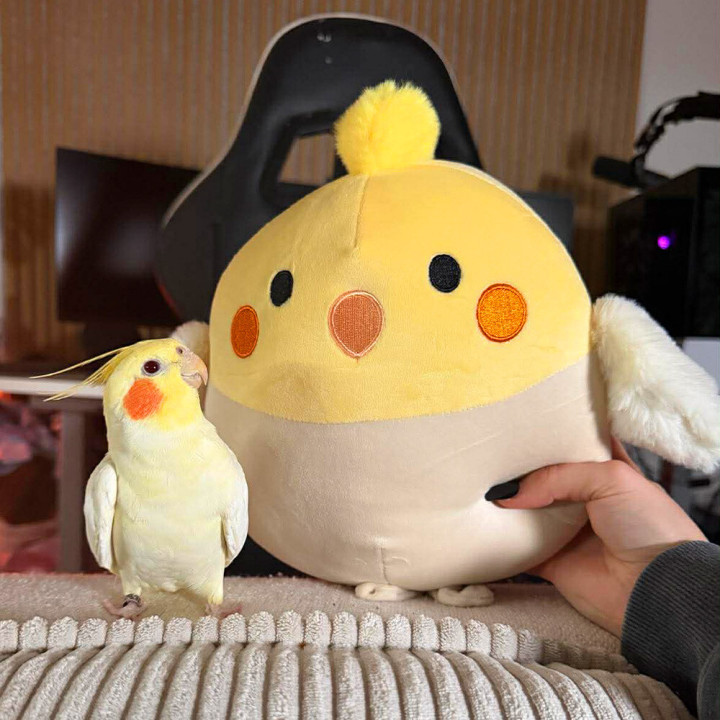 Squishmallows Klarisa Elvis